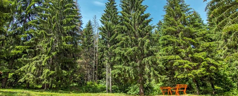 apartmani-golubovic-tara-racanska-sljivovica-s5