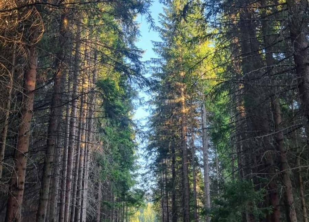 brvnara-marinkovic-tara-smeštaj-sekulic-31