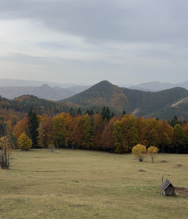 čar šume vikendica mokra gora tara smeštaj -34