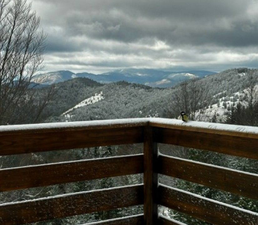 čar šume vikendica mokra gora tara smeštaj -37