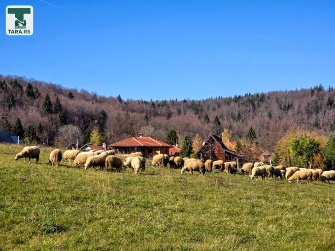 Planina Tara Sokolina na Tari (5)