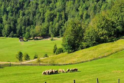 Planina Tara - odmor i smeštaj na planini Tari (355)