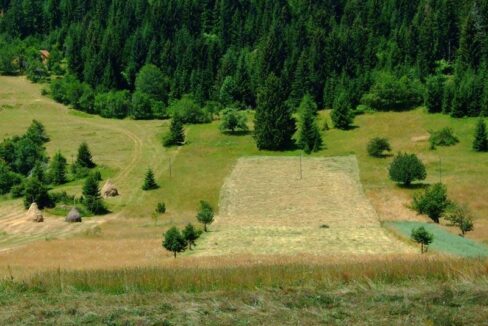 Tara-Sljivovica-4 (web)