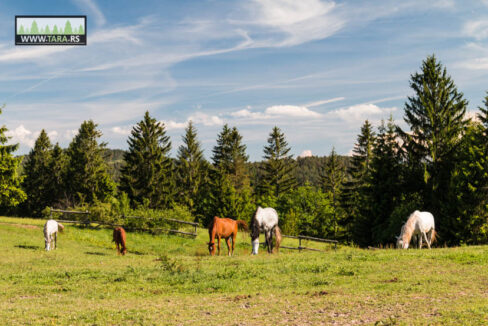 planina-tara-kaludjerske-bare-leto (1)