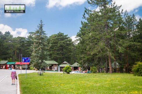 planina-tara-kaludjerske-bare-leto (9)
