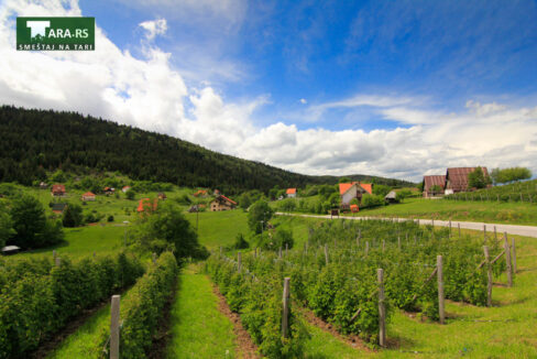 racanska-sljivovica-planina-tara (2)