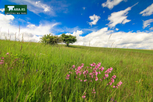 racanska-sljivovica-planina-tara (4)