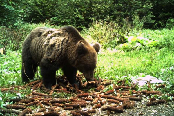 Mrki medved (Ursus arctos) - foto zamka