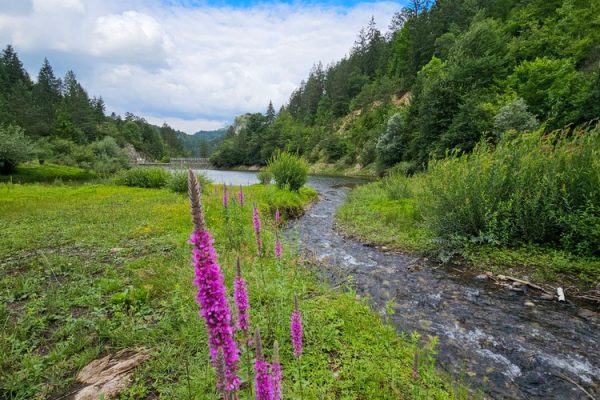 jezero-lipovica-planina-tara-zaovine-10