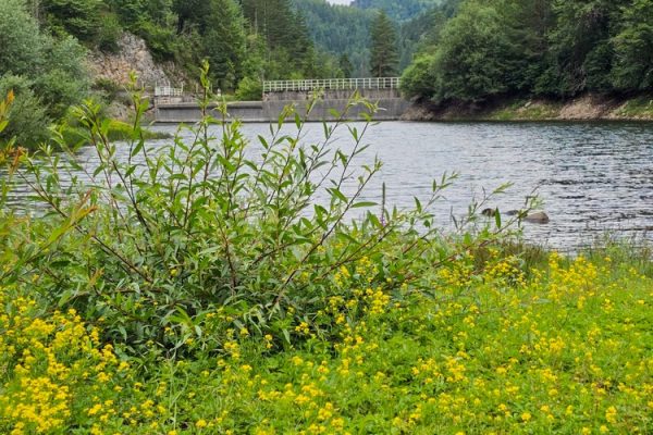 jezero-lipovica-planina-tara-zaovine-11