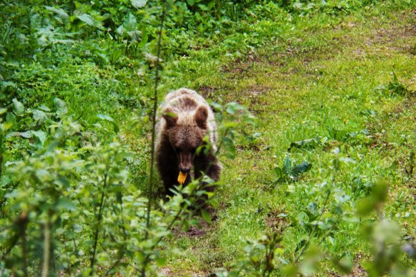 posmatranje-medveda-u-nacionalnom-parku-tara (1)