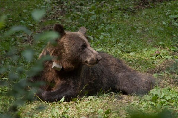 posmatranje-medveda-u-nacionalnom-parku-tara (7)