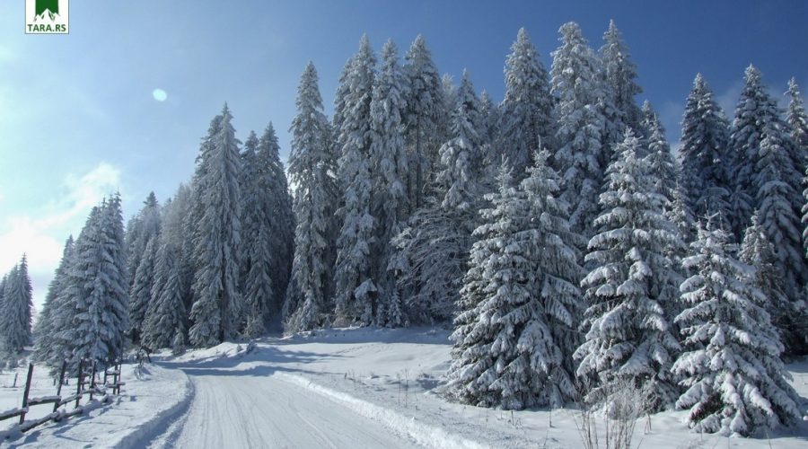 zimovanje-na-planini-tari-2026 (1)